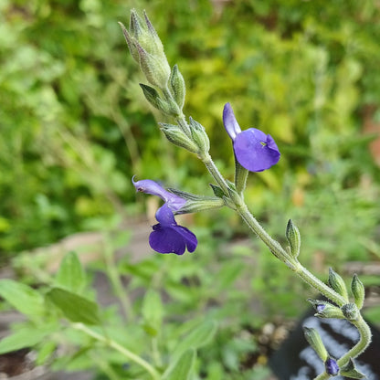 Salvia Chamaedryoides 'Germander Sage'