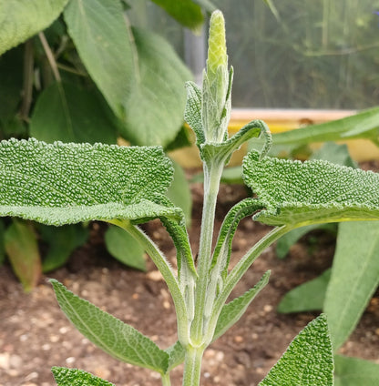 Salvia sagitatta