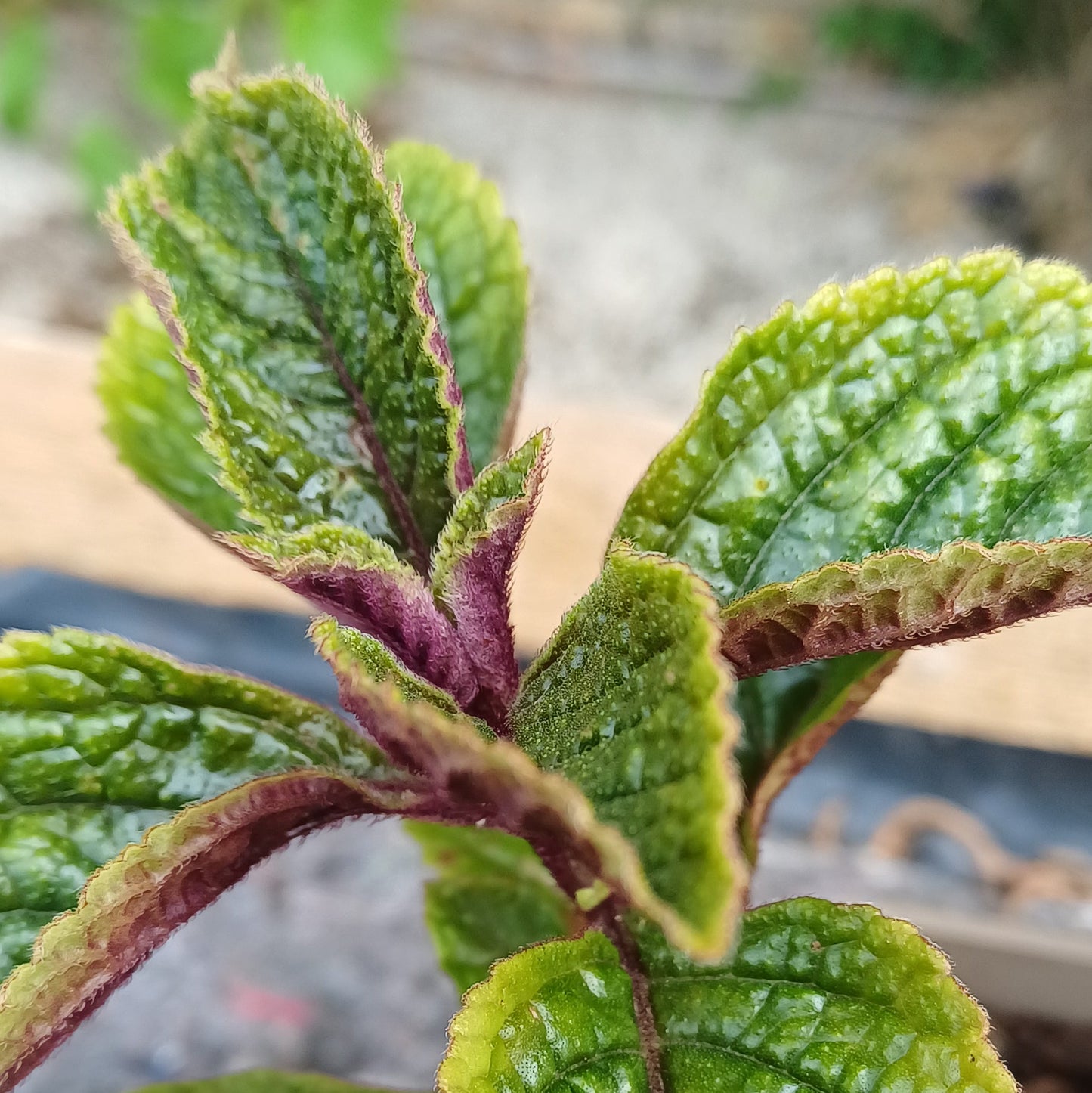 Plectranthus ciliatus