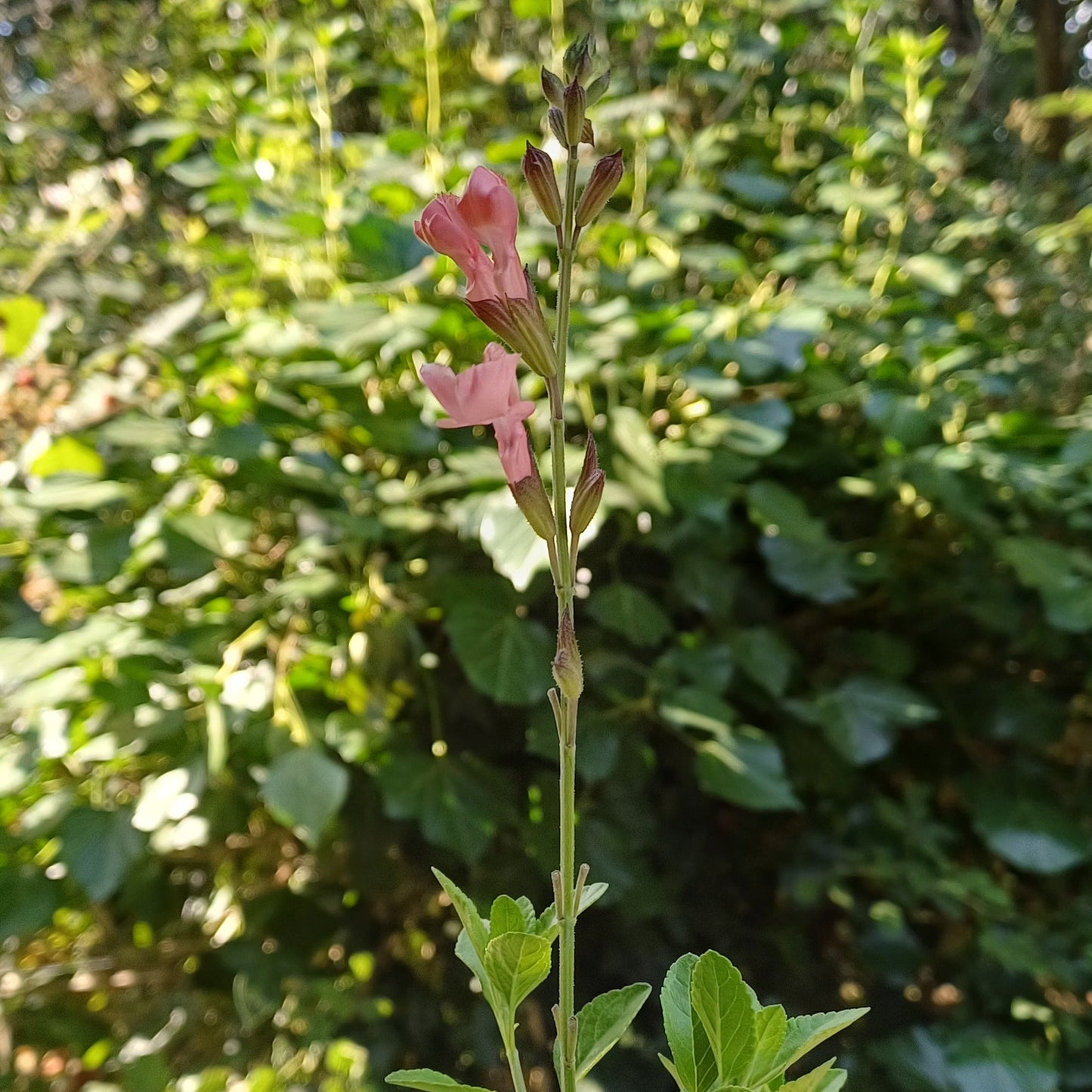Salvia 'Apricot Spring'