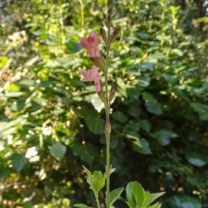 Salvia 'Apricot Spring'