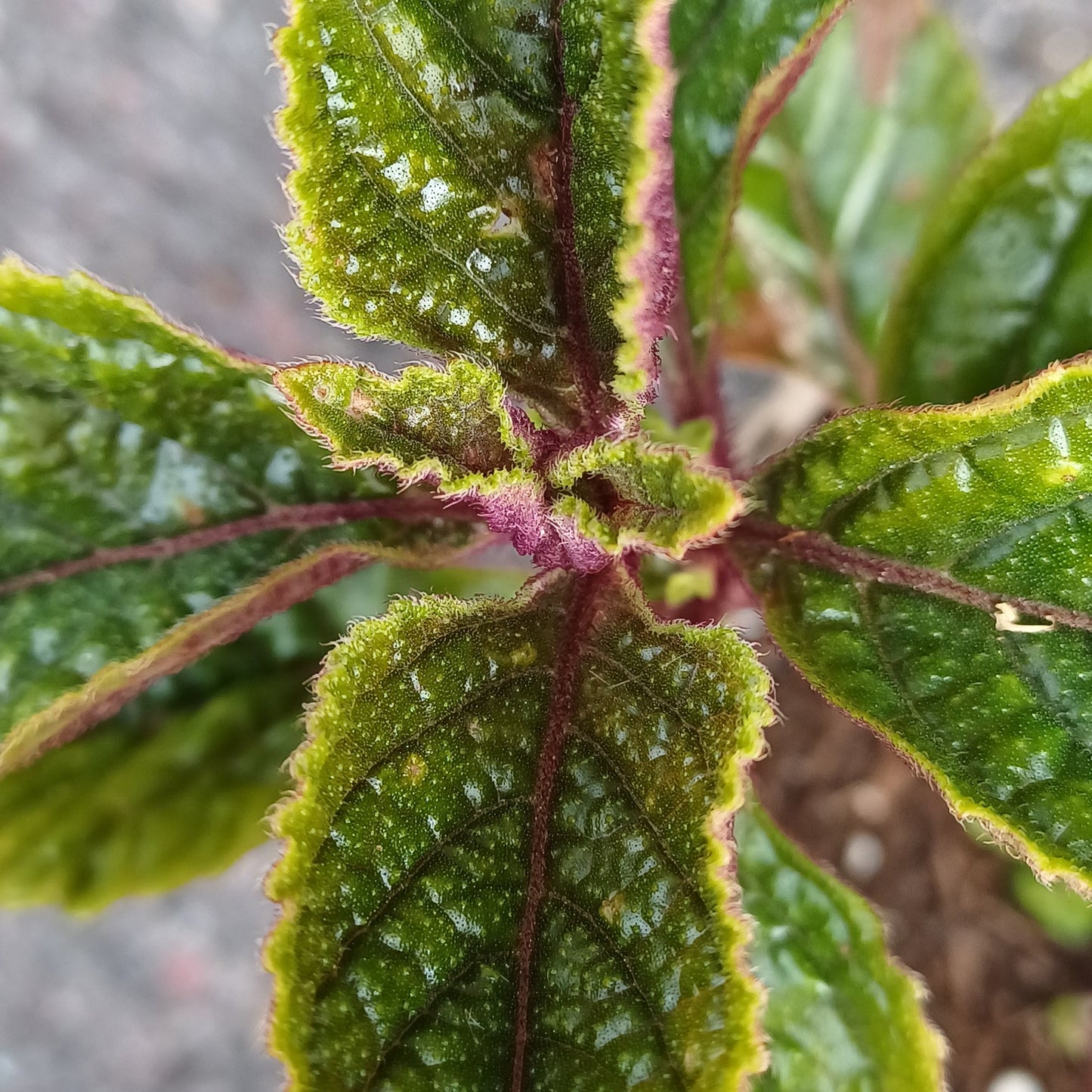 Plectranthus ciliatus