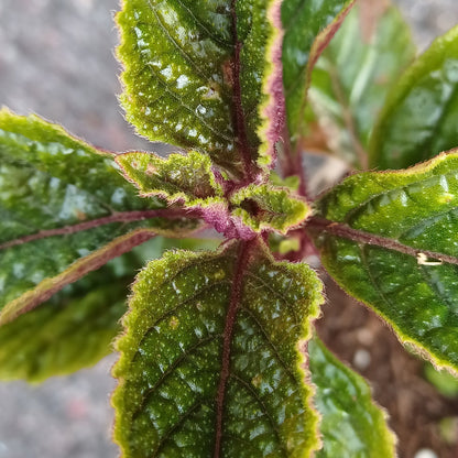 Plectranthus ciliatus