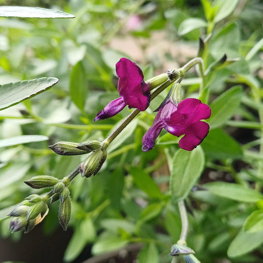 Salvia 'Amethyst Lips'