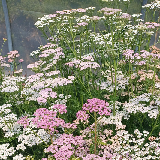 Achillea millefolium 'Flower Burst Fruitbowl'