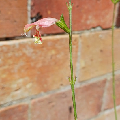 Salvia 'Belle de Loire'