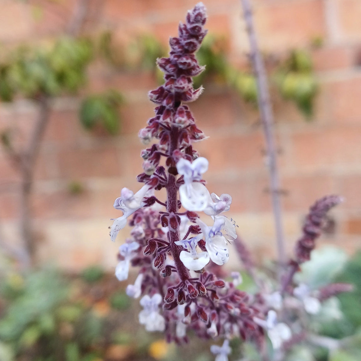 Plectranthus argentatus