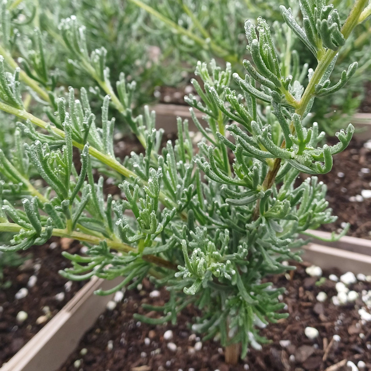 African Wild Rosemary 'Eriocephalus africanus'