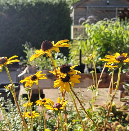 Rudbeckia fulgida 