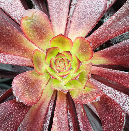 Aeonium Arboreum Schwarzkopf