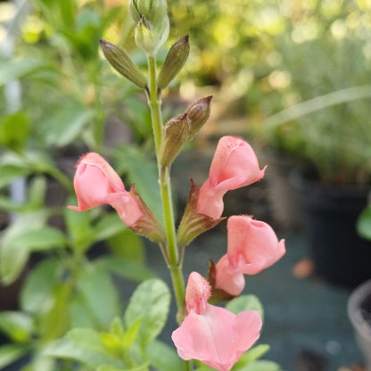 Salvia 'Apricot Spring'