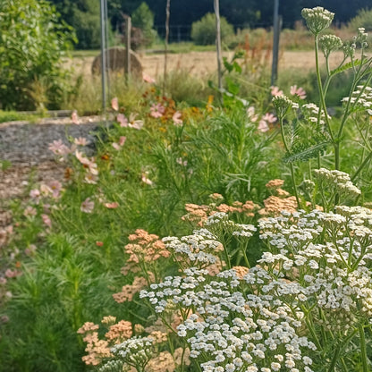 Achillea millefolium 'Flower Burst Fruitbowl'
