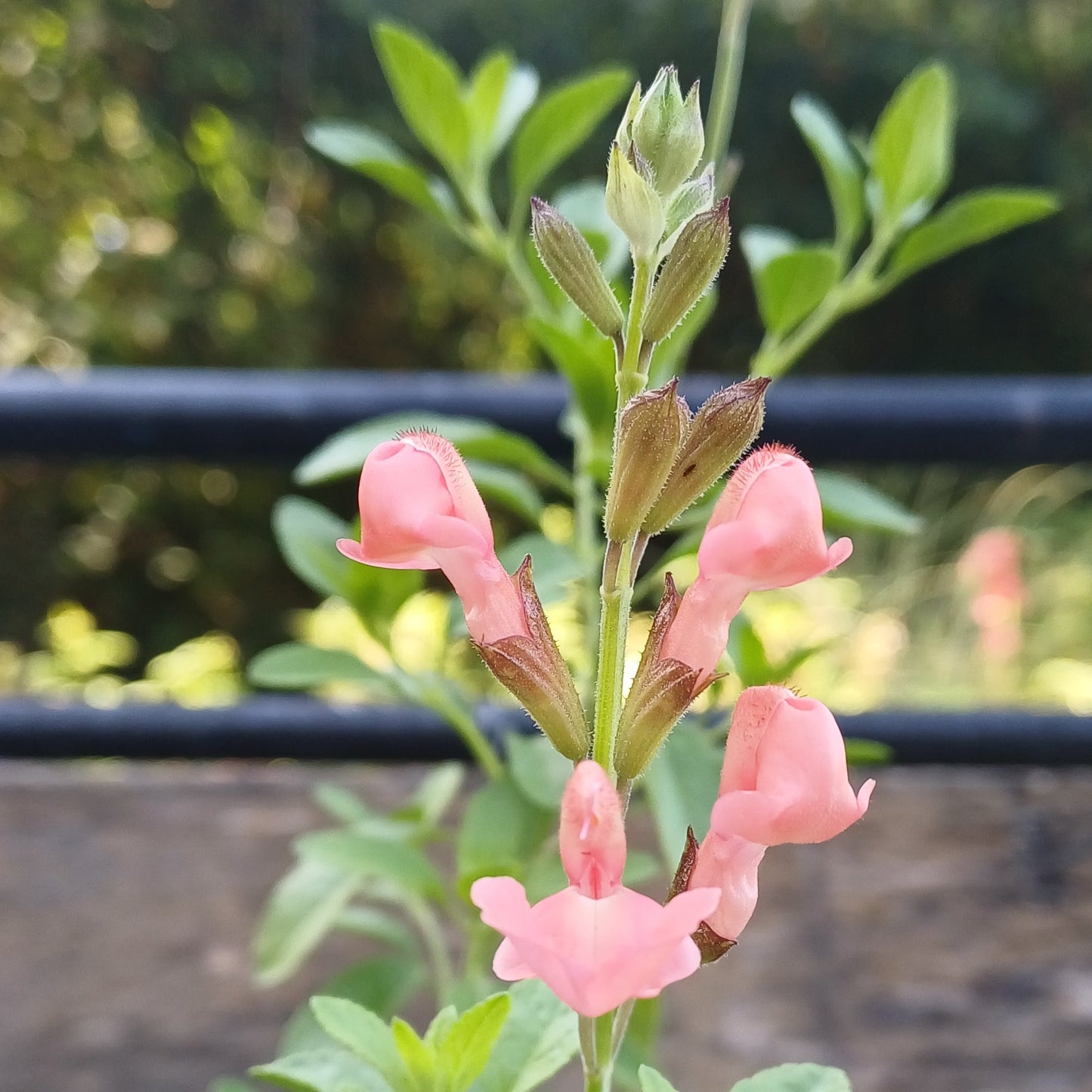 Salvia 'Apricot Spring'