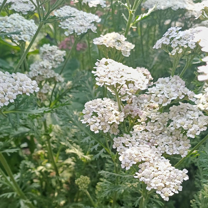Achillea millefolium 'Wild Form'