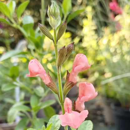 Salvia 'Apricot Spring'