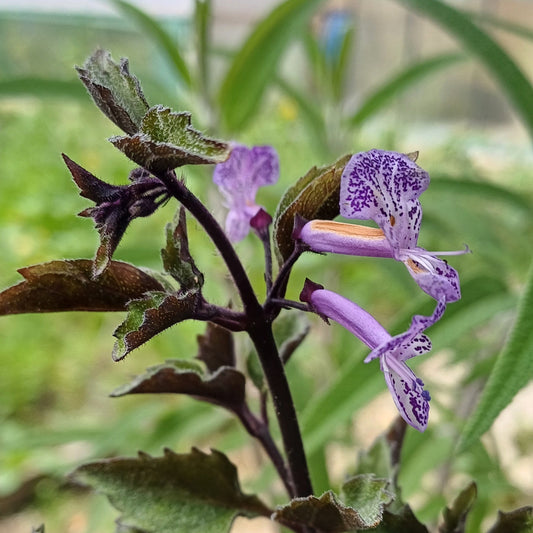 Plectranthus mona lavender