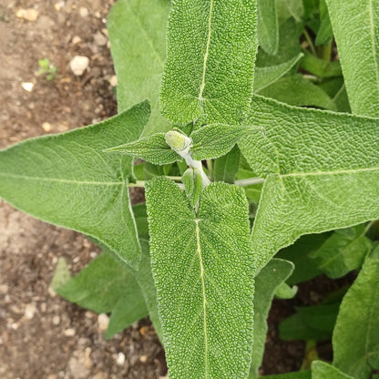 Salvia sagitatta