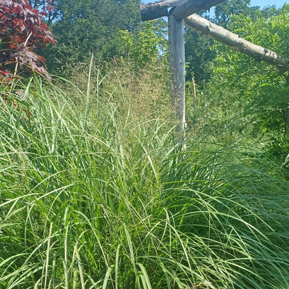 Miscanthus adagio