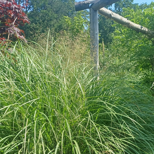 Miscanthus adagio