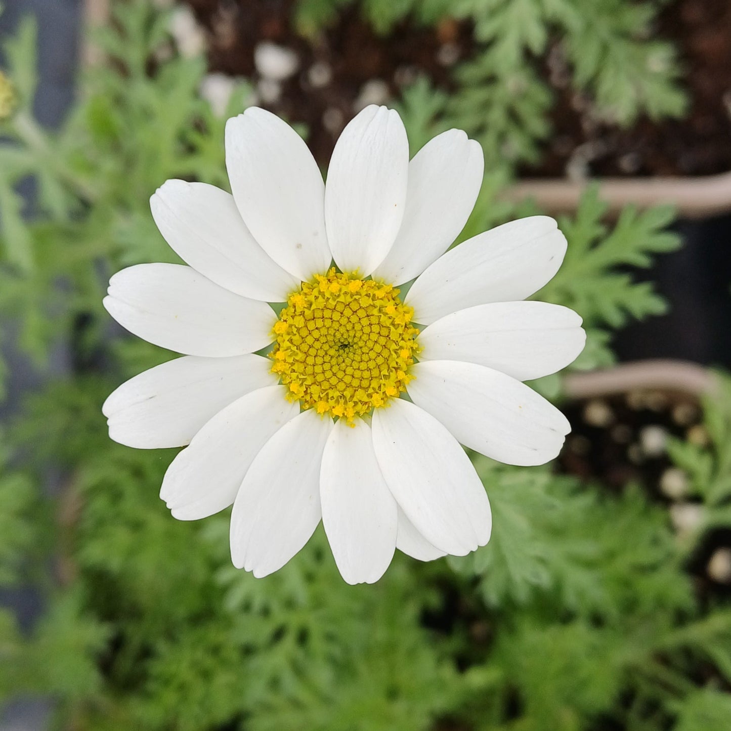 Anthemis punctata ssp. cupaniana - AGM