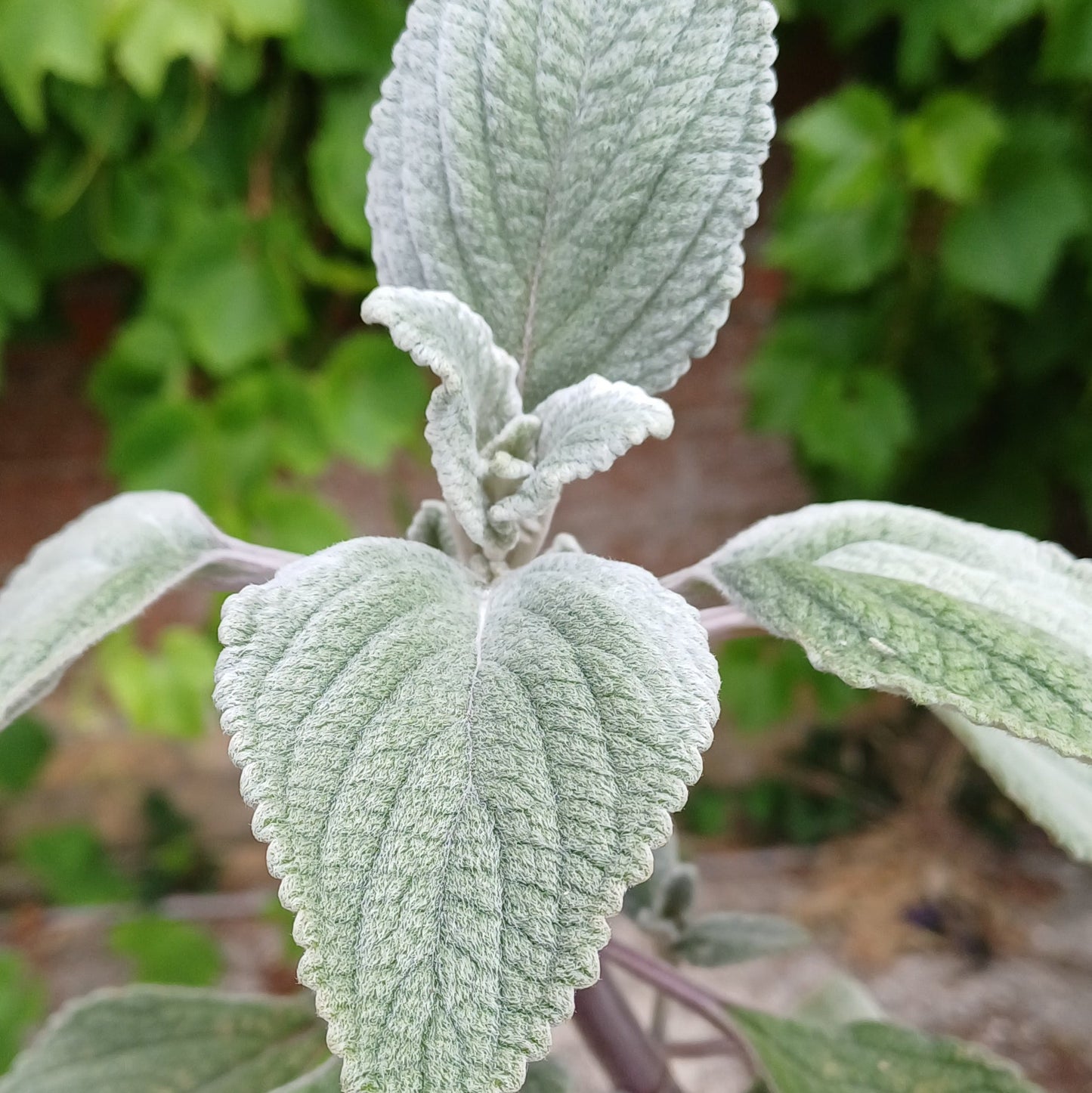 Plectranthus argentatus