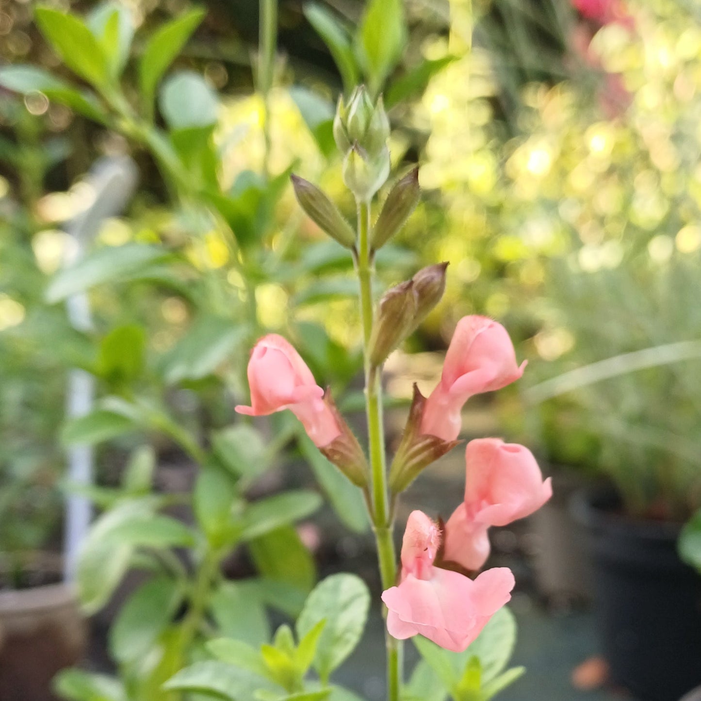 Salvia 'Apricot Spring'