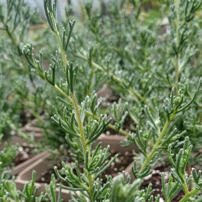 African Wild Rosemary 'Eriocephalus africanus'