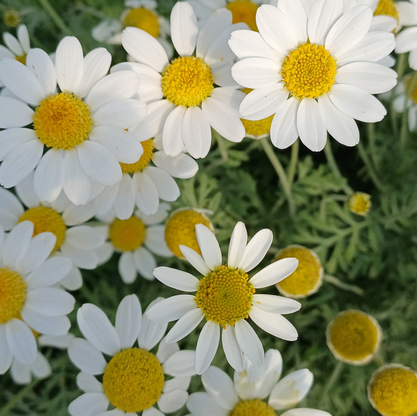 Anthemis punctata ssp. cupaniana - AGM