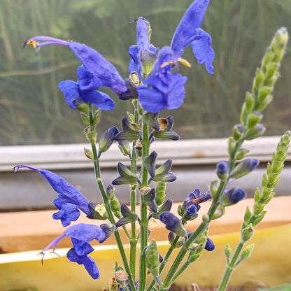 Salvia sagitatta