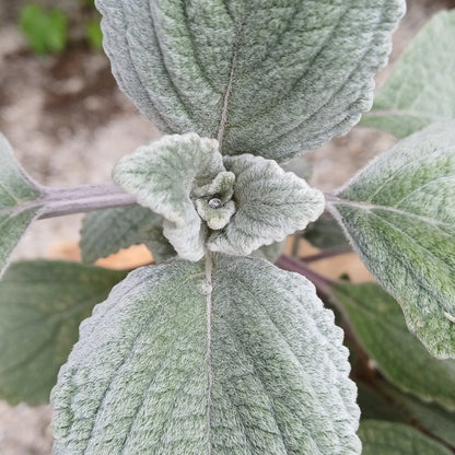 Plectranthus argentatus