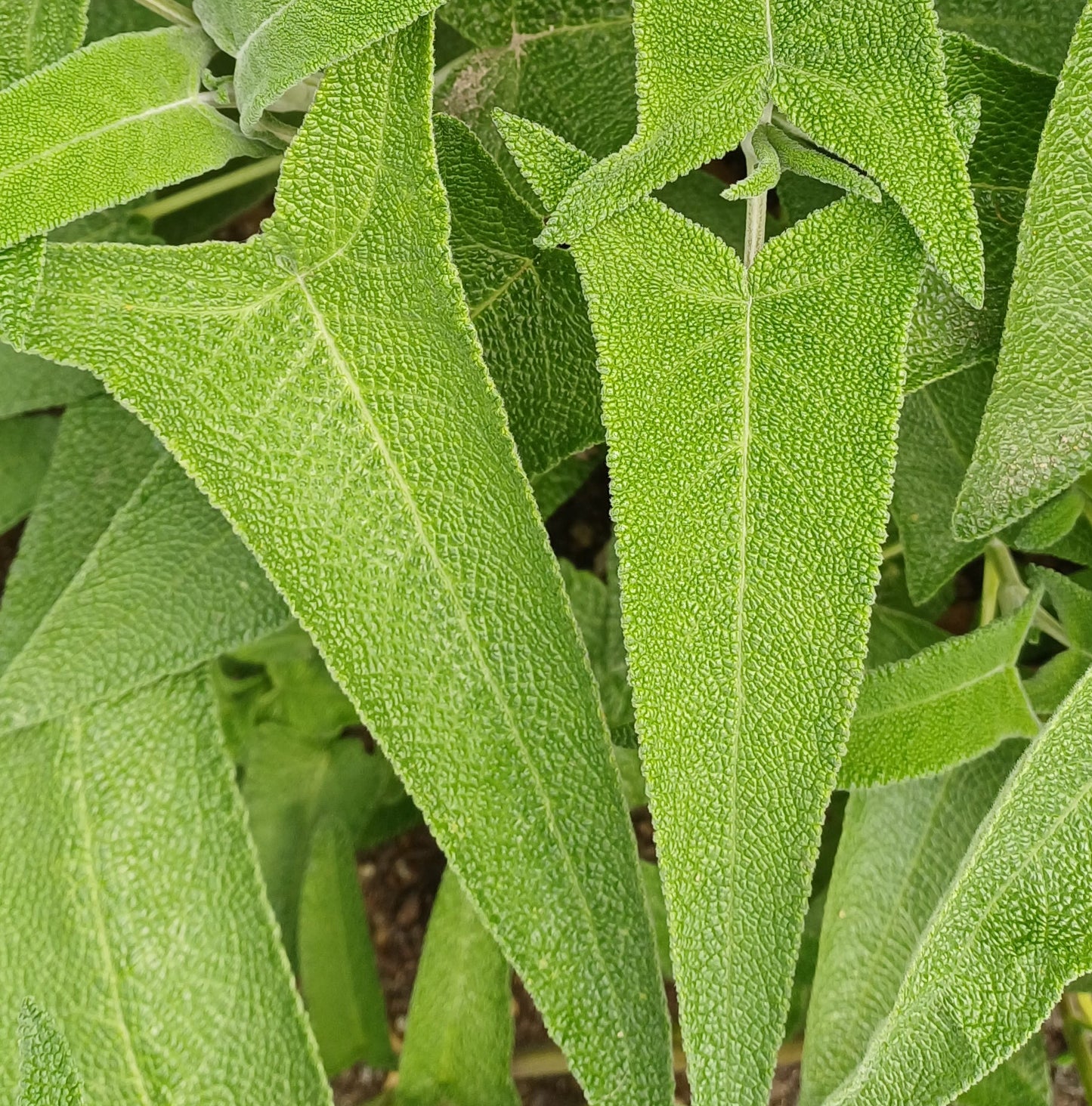 Salvia sagitatta