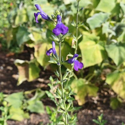 Salvia 'Blue Monrovia'