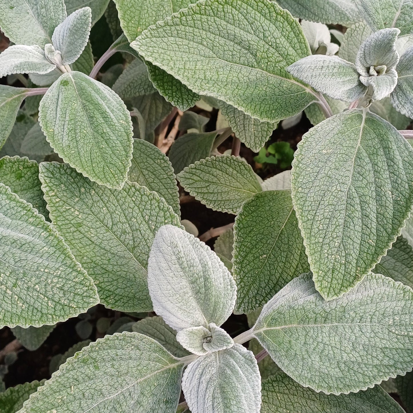 Plectranthus argentatus