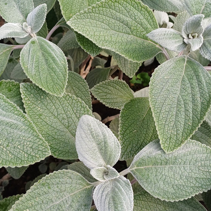 Plectranthus argentatus