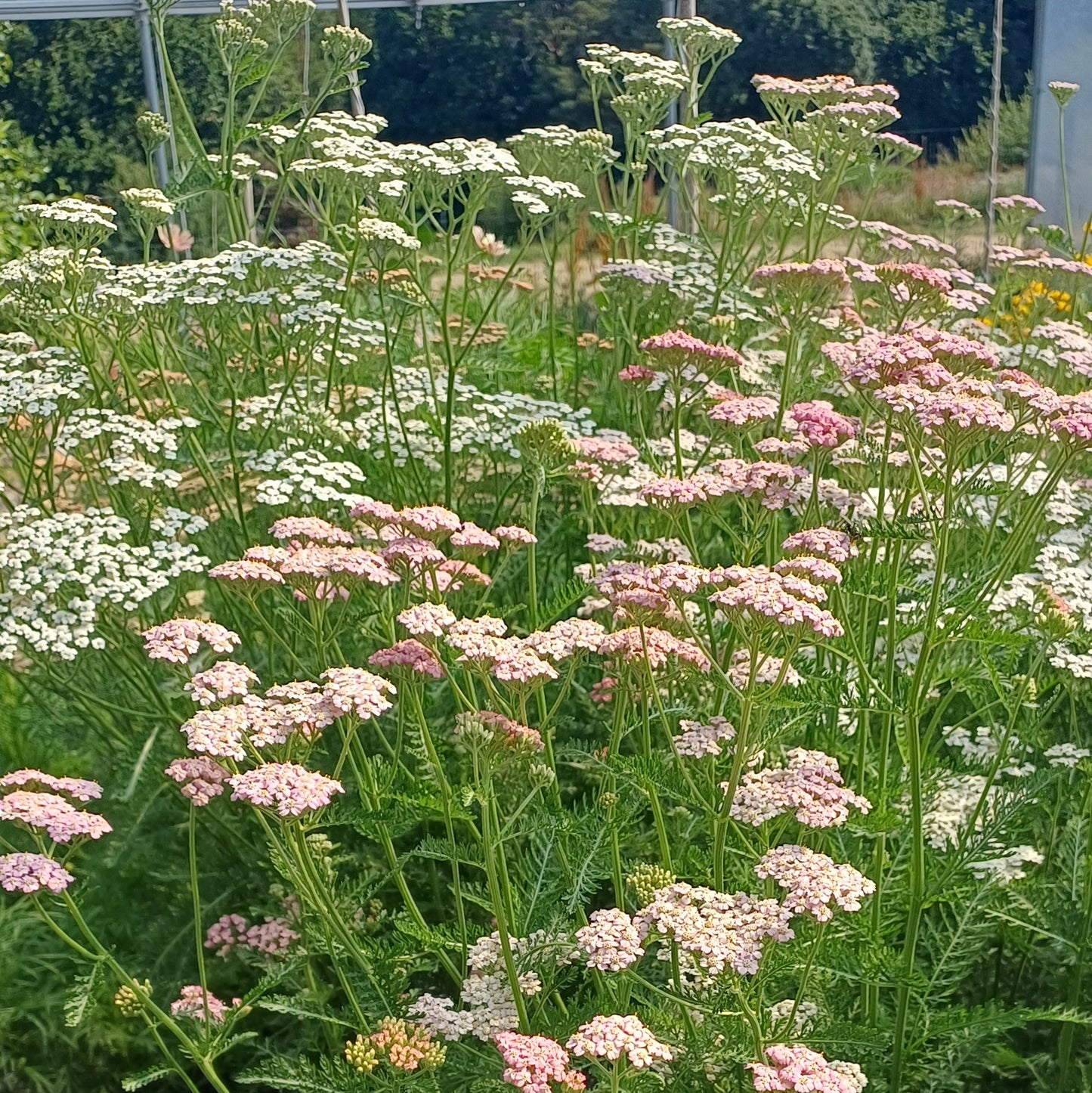 Achillea millefolium 'Flower Burst Fruitbowl'
