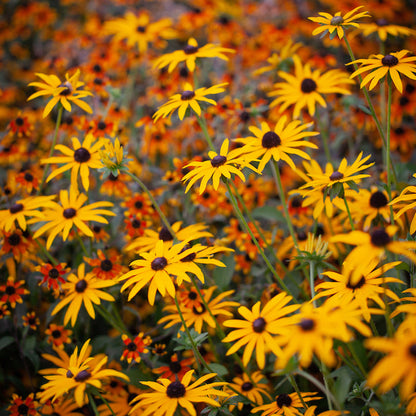 Rudbeckia fulgida 