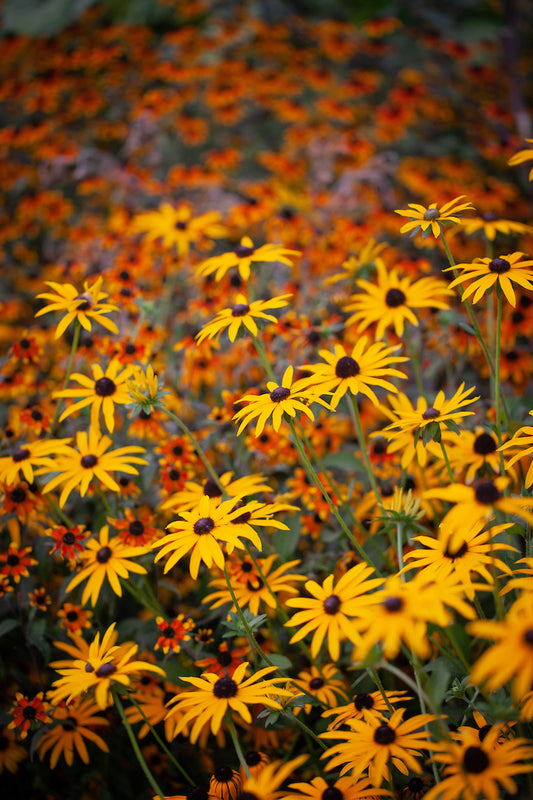 Rudbeckia fulgida 